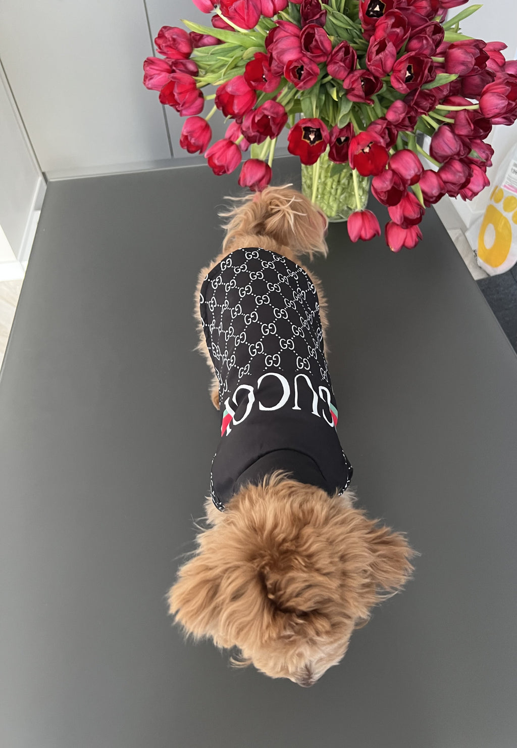 Black jacket with Gucci Noir print