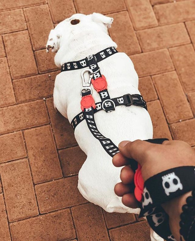 Шлея для собак Zee.Dog - Skull 2.0 black H-Harness