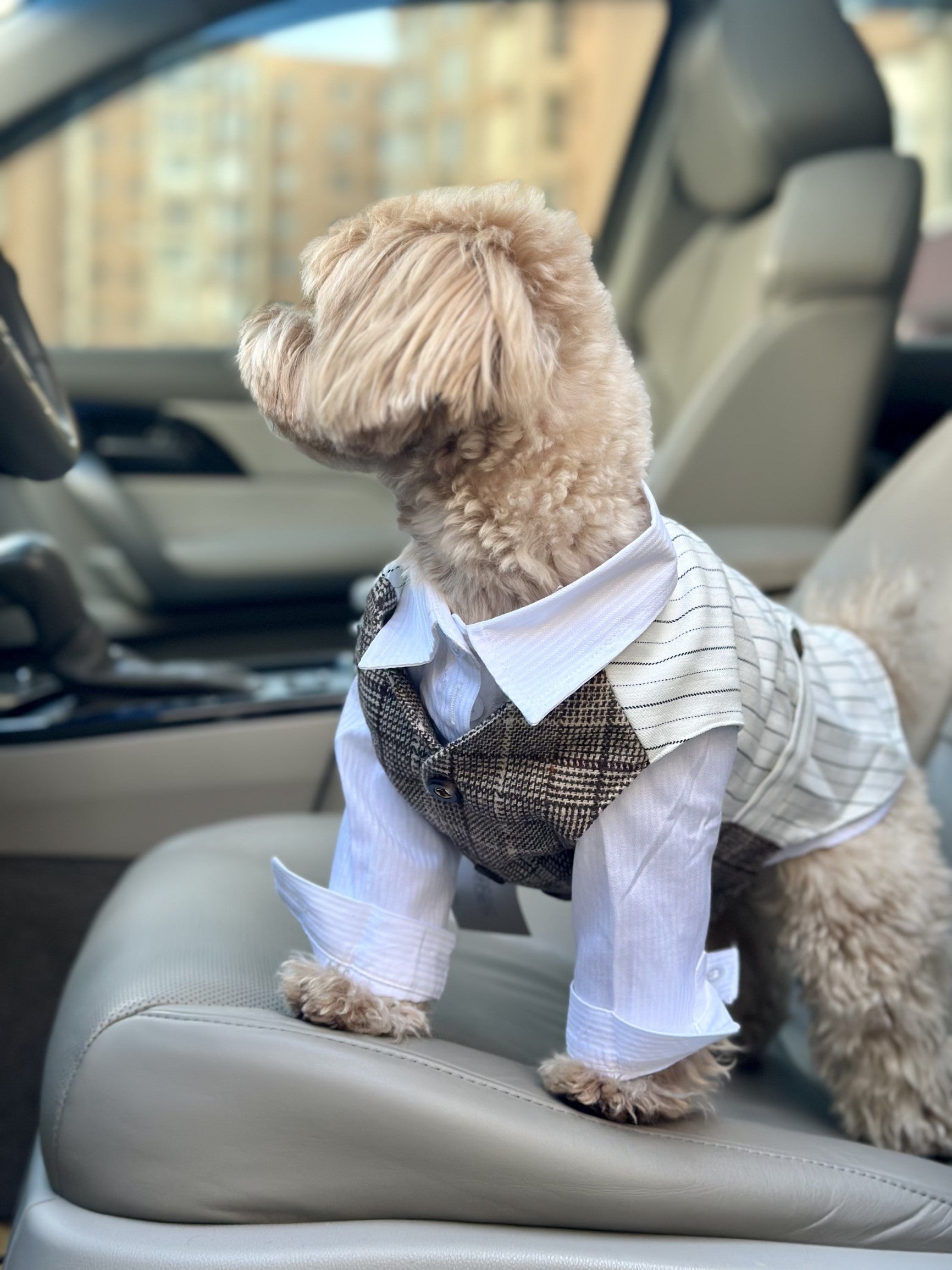 Смокінг біло-бежевого кольору Gentle Cream