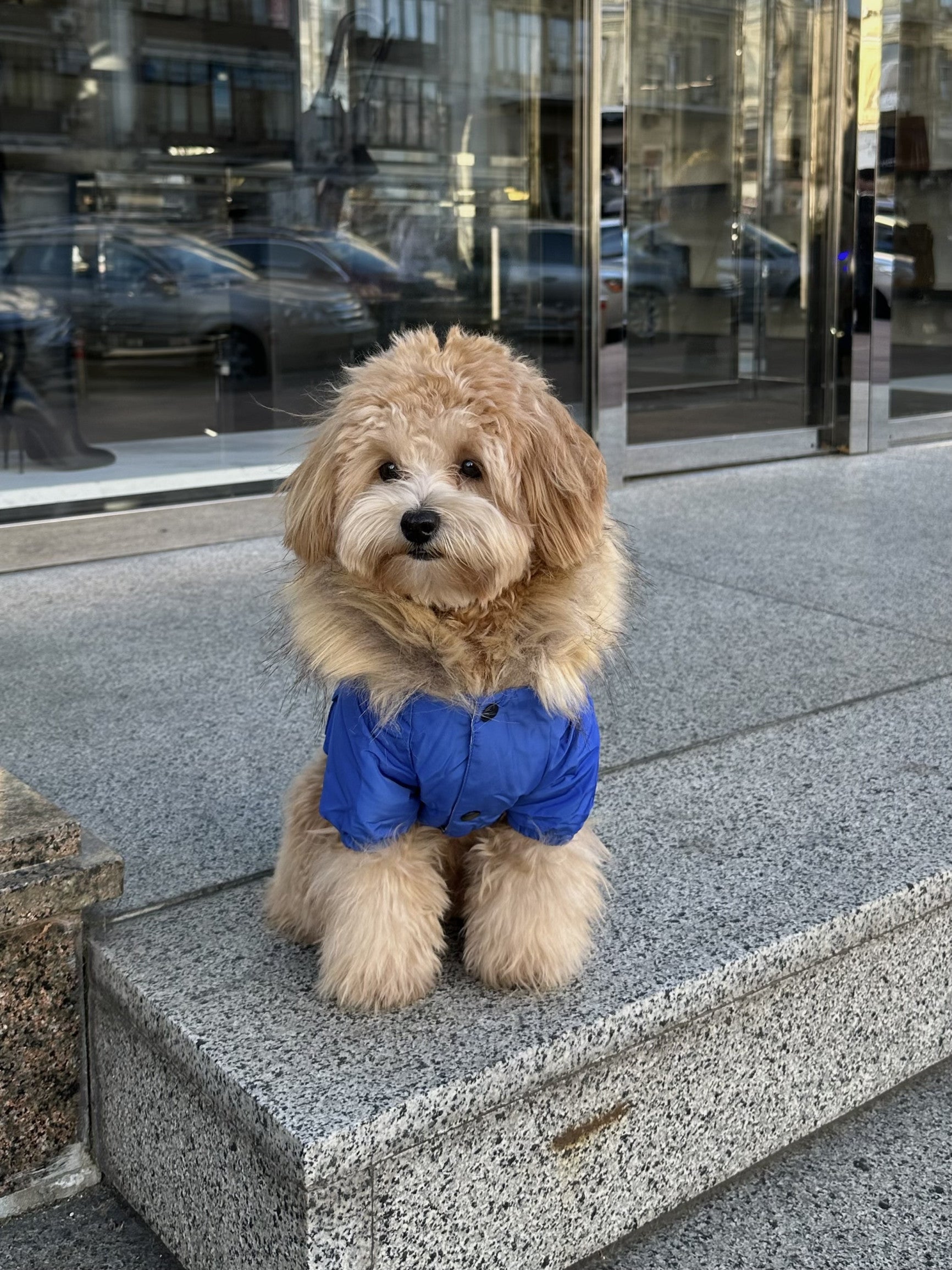 Куртка-парка синього кольору Cheepet