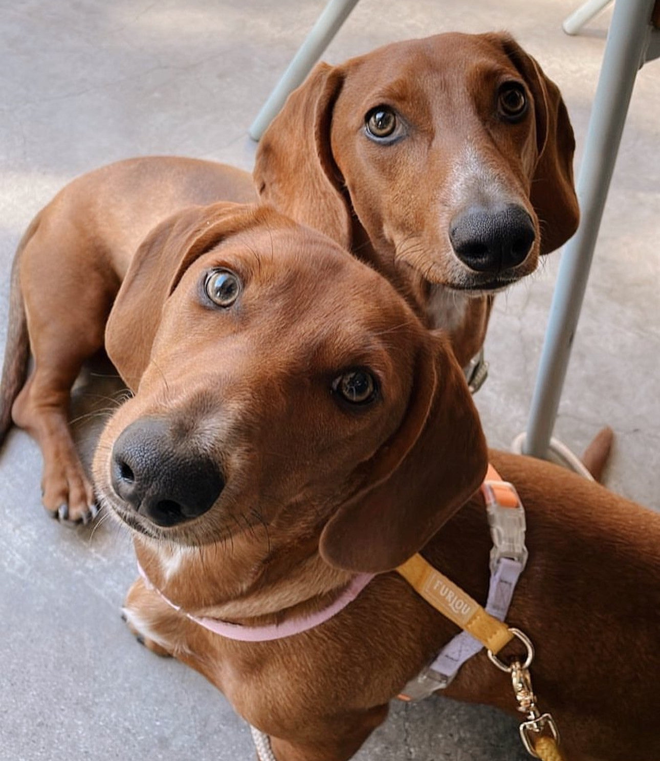 Шлея для собак Furlou - Rainbow