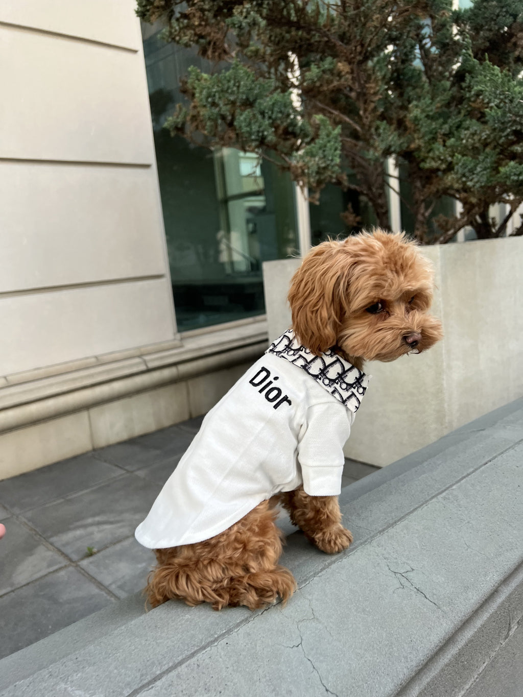 White polo shirt with Dior print