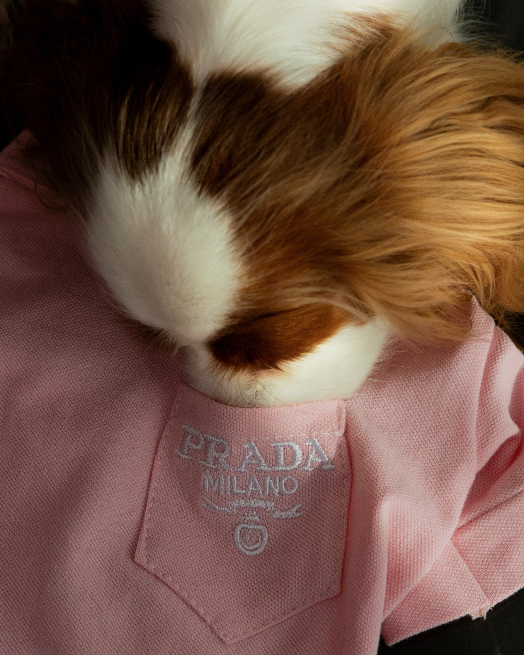 Футболка-поло рожевого кольору Prada