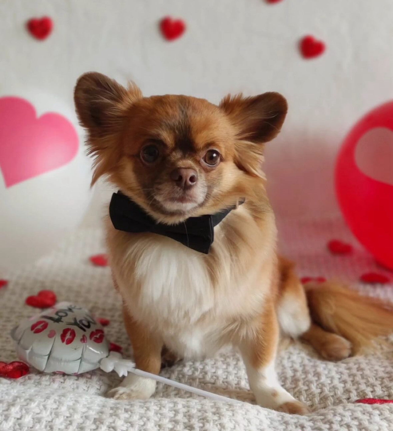 Метелик чорного кольору Black Label