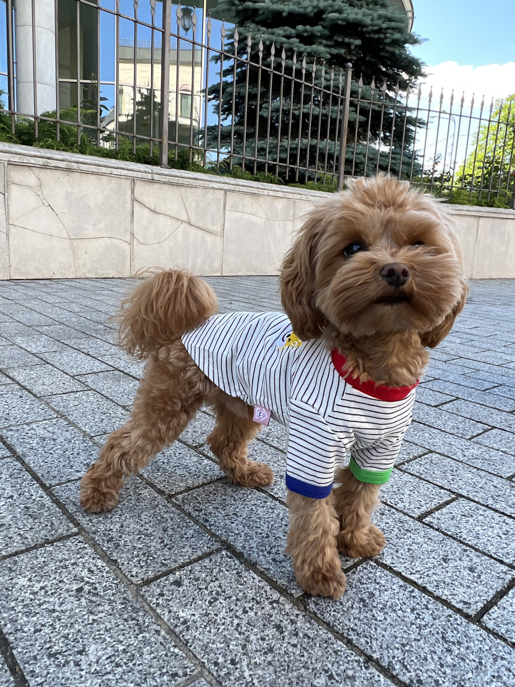 White T-shirt with black stripes Corgi