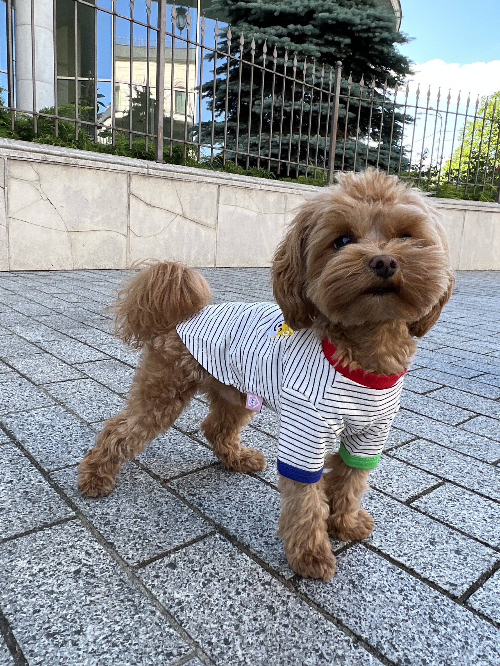 White T-shirt with black stripes Corgi