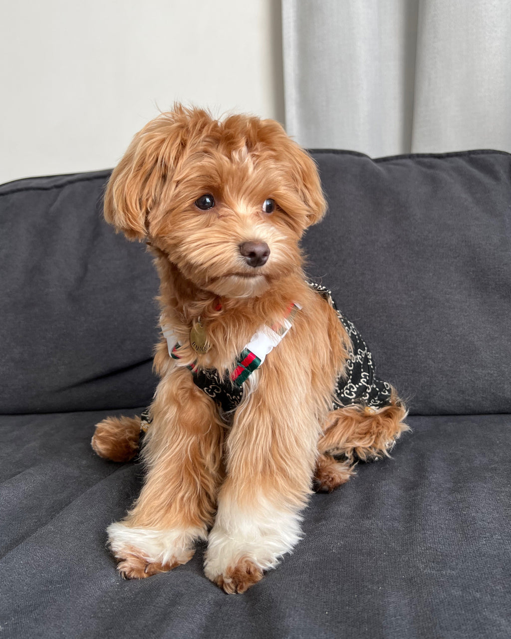 Штани чорного кольору Gucci Bear