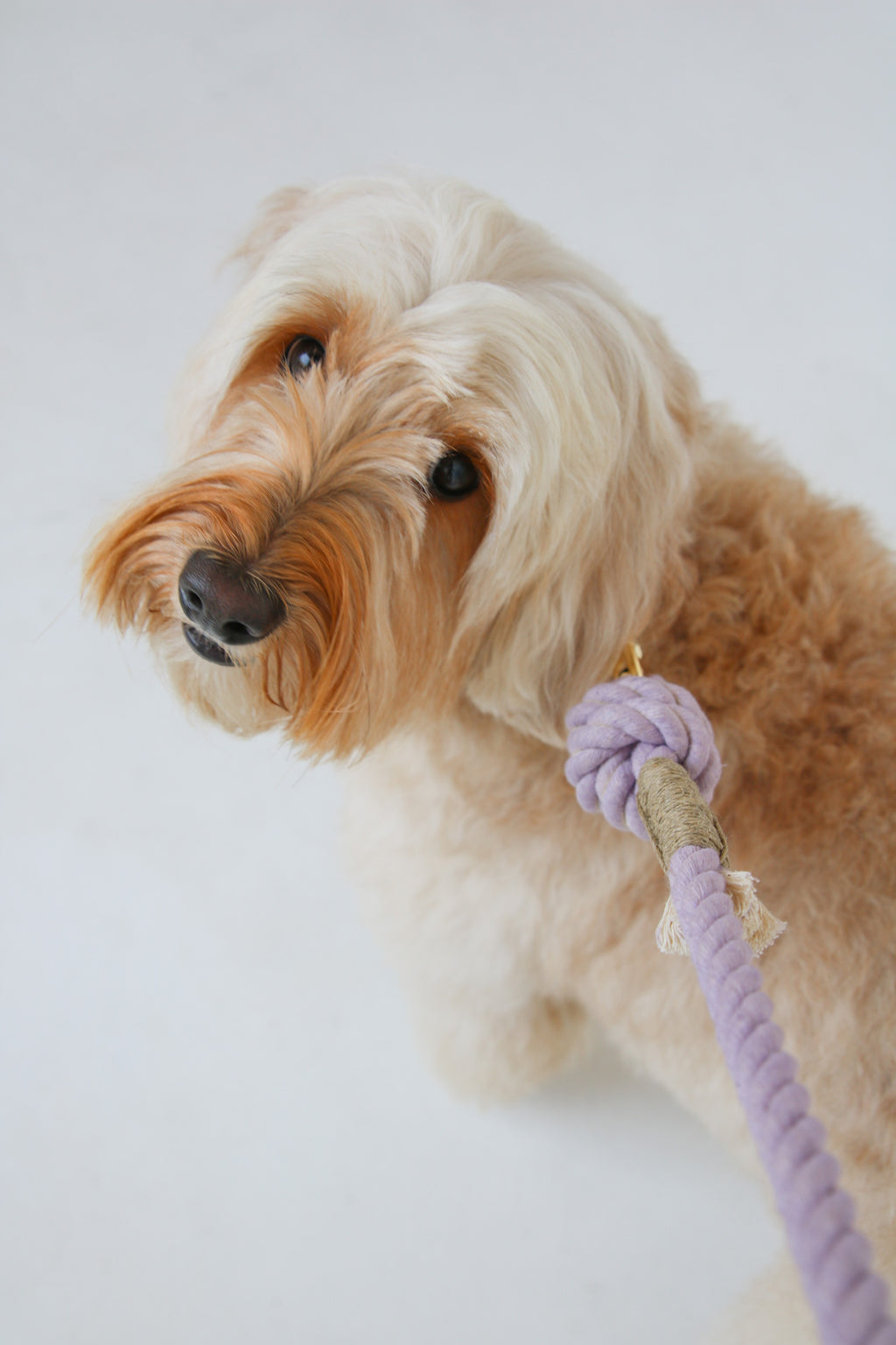 Повідець для собак Furlou Regular Rope Leash - Lavender Fields