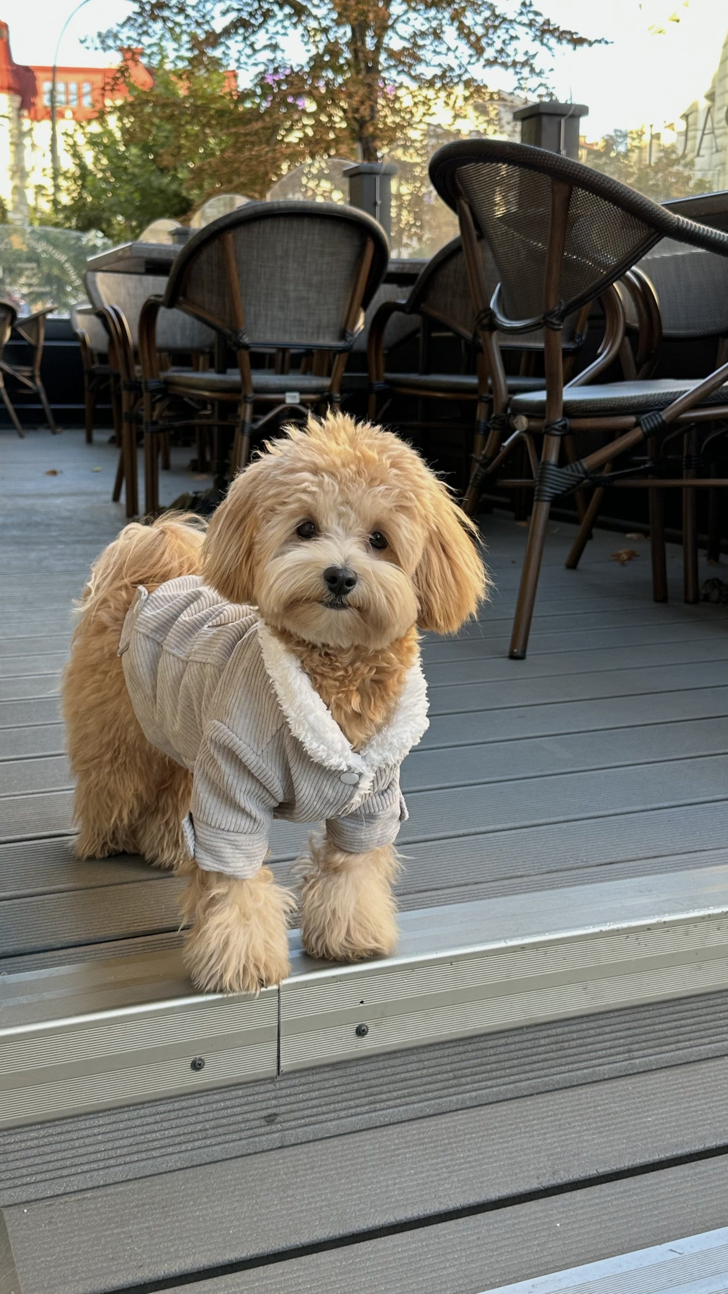 Куртка сірого кольору Velvet