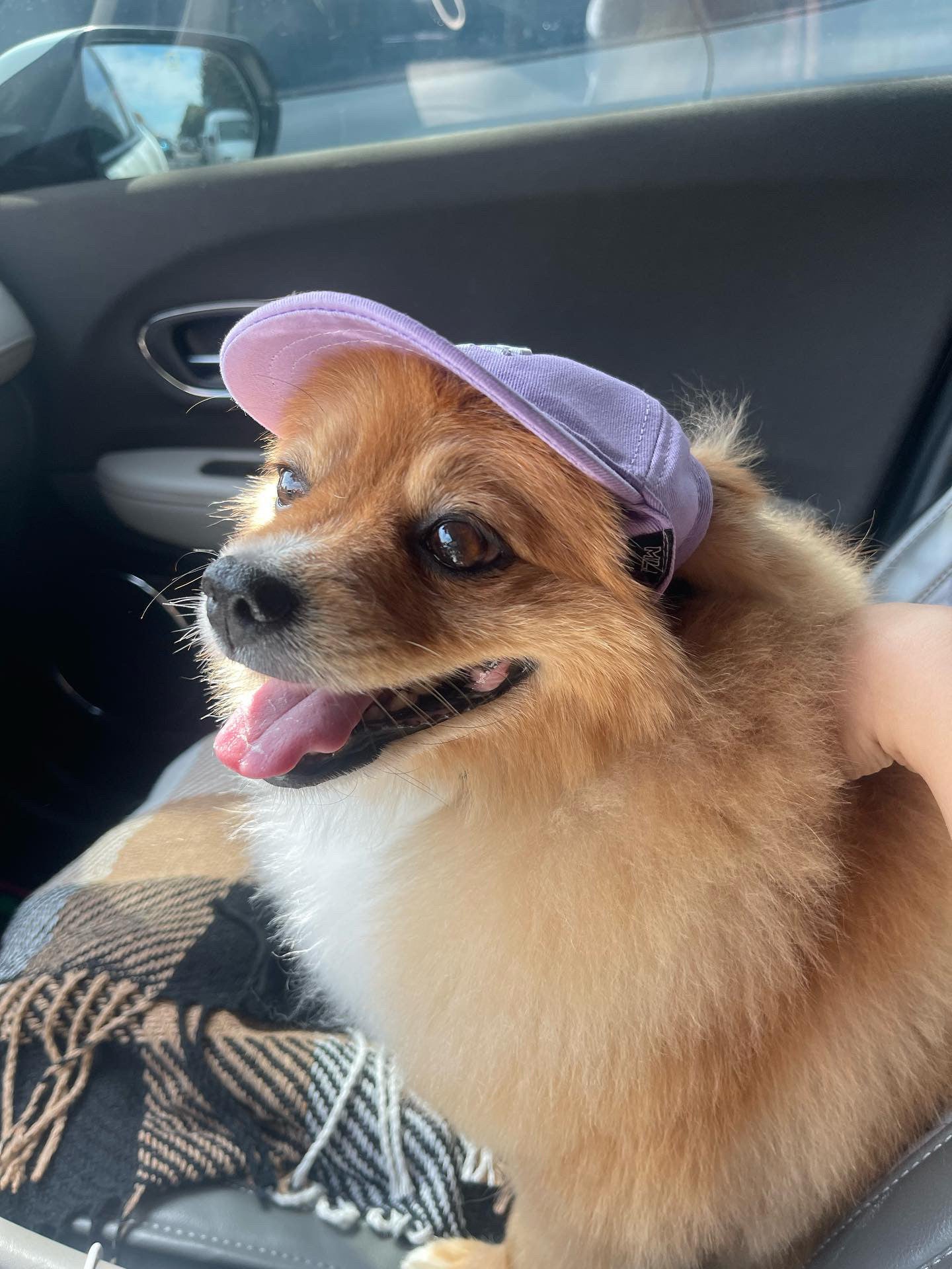 Кепка лілового кольору LA