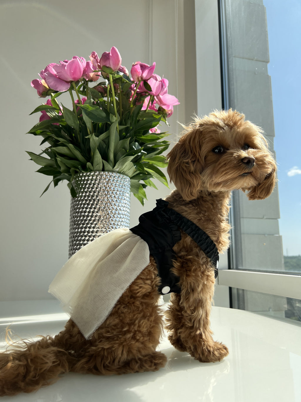 Black dress Elegance Noir