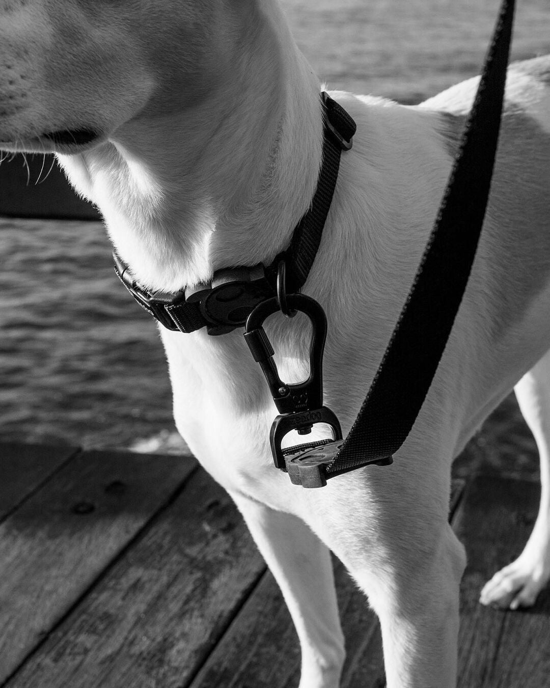 Повідець для собак Zee.Dog - Gotham Leash