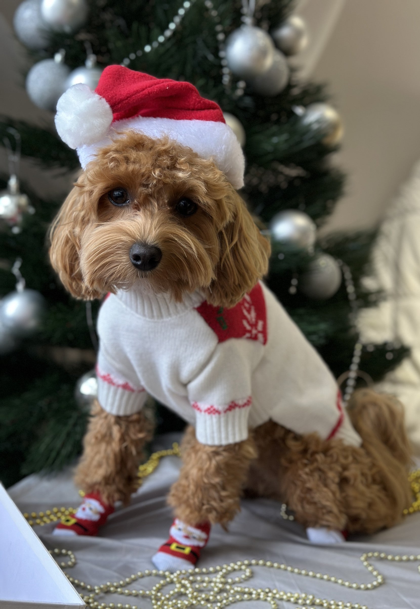 Ковпак новорічний червоного кольору Santa Pup