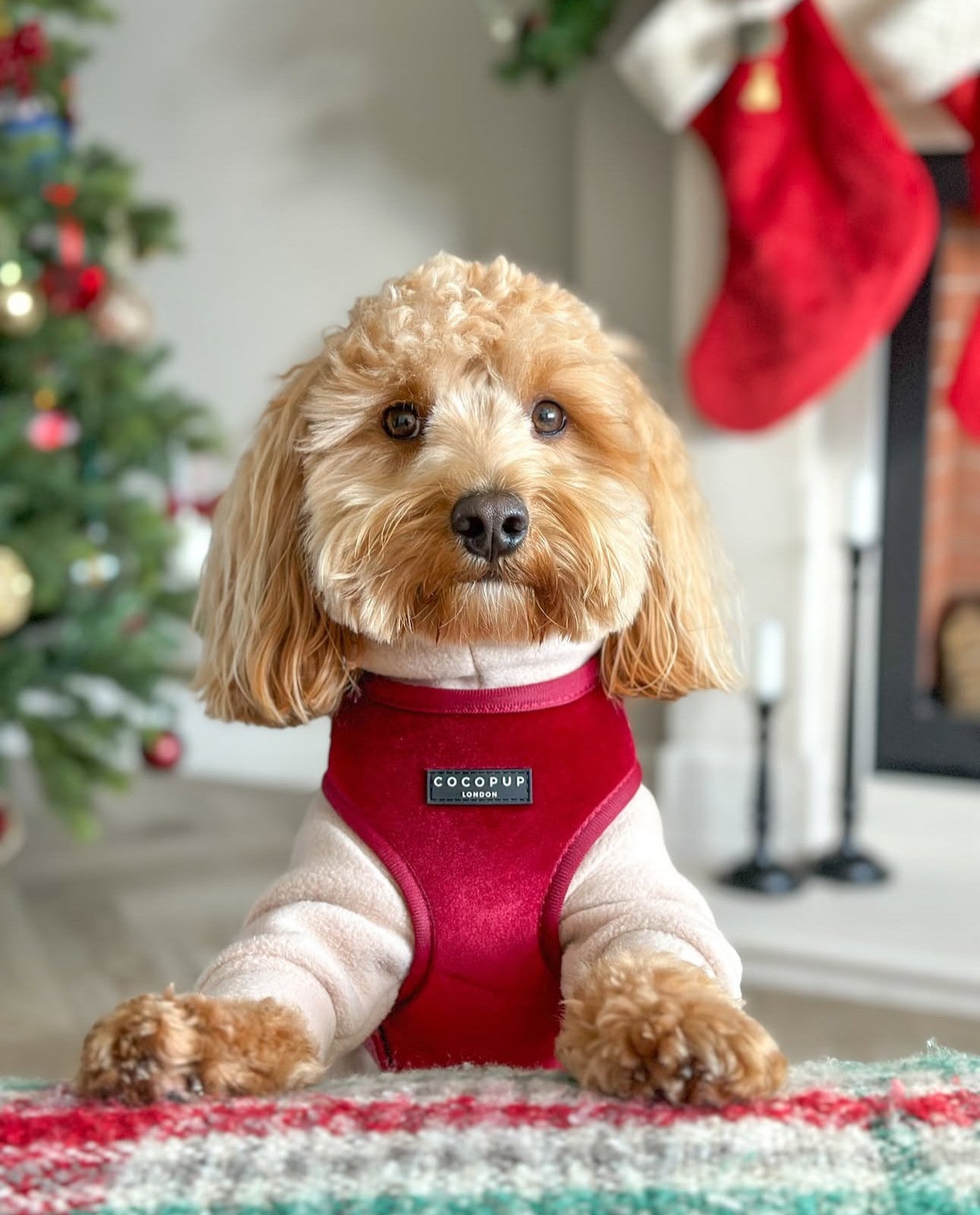 Шлея для собак Cocopup Luxe Velvet - Berry Red