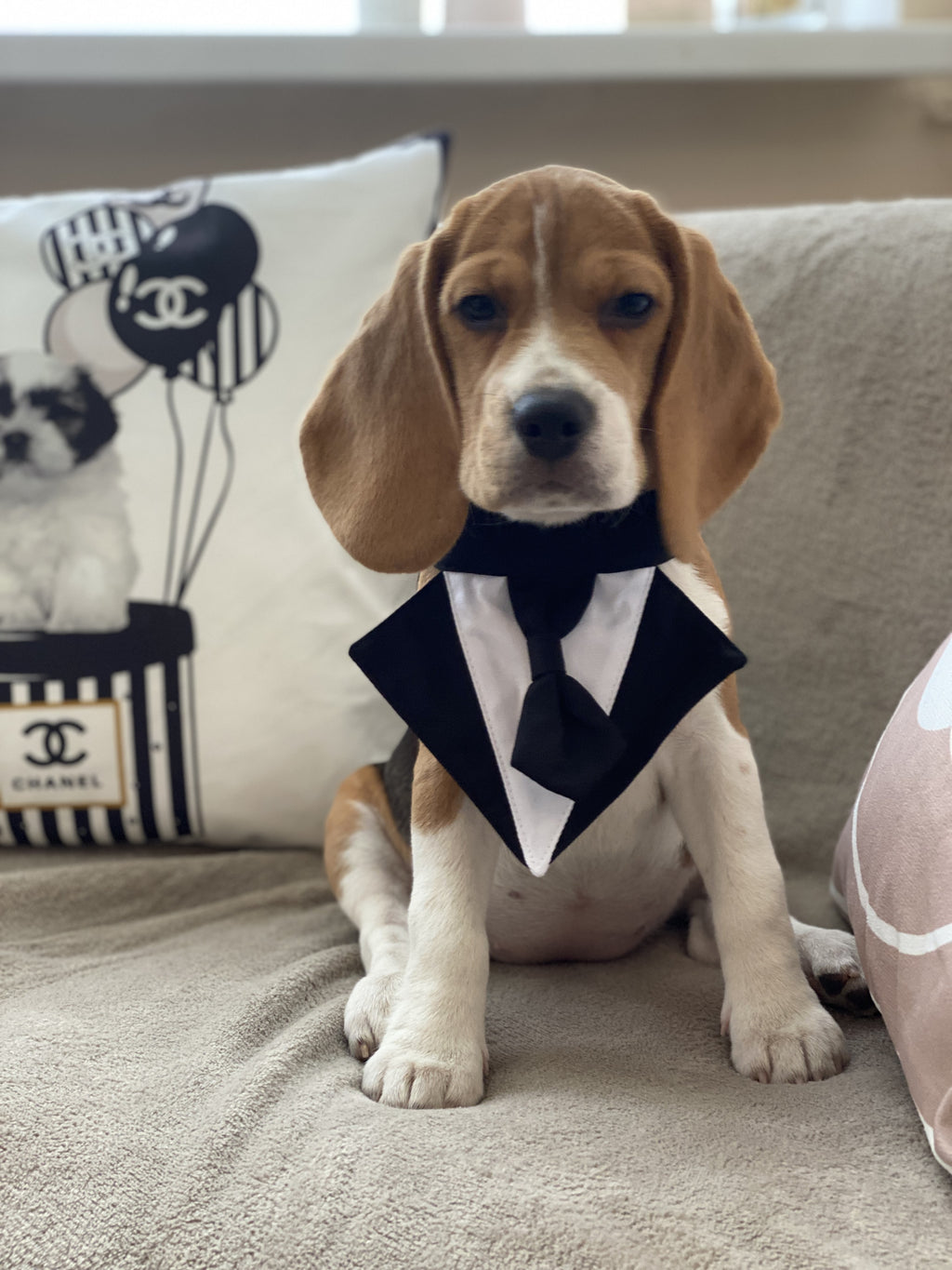 Нагрудник чорно-білого кольору Gentle Dog