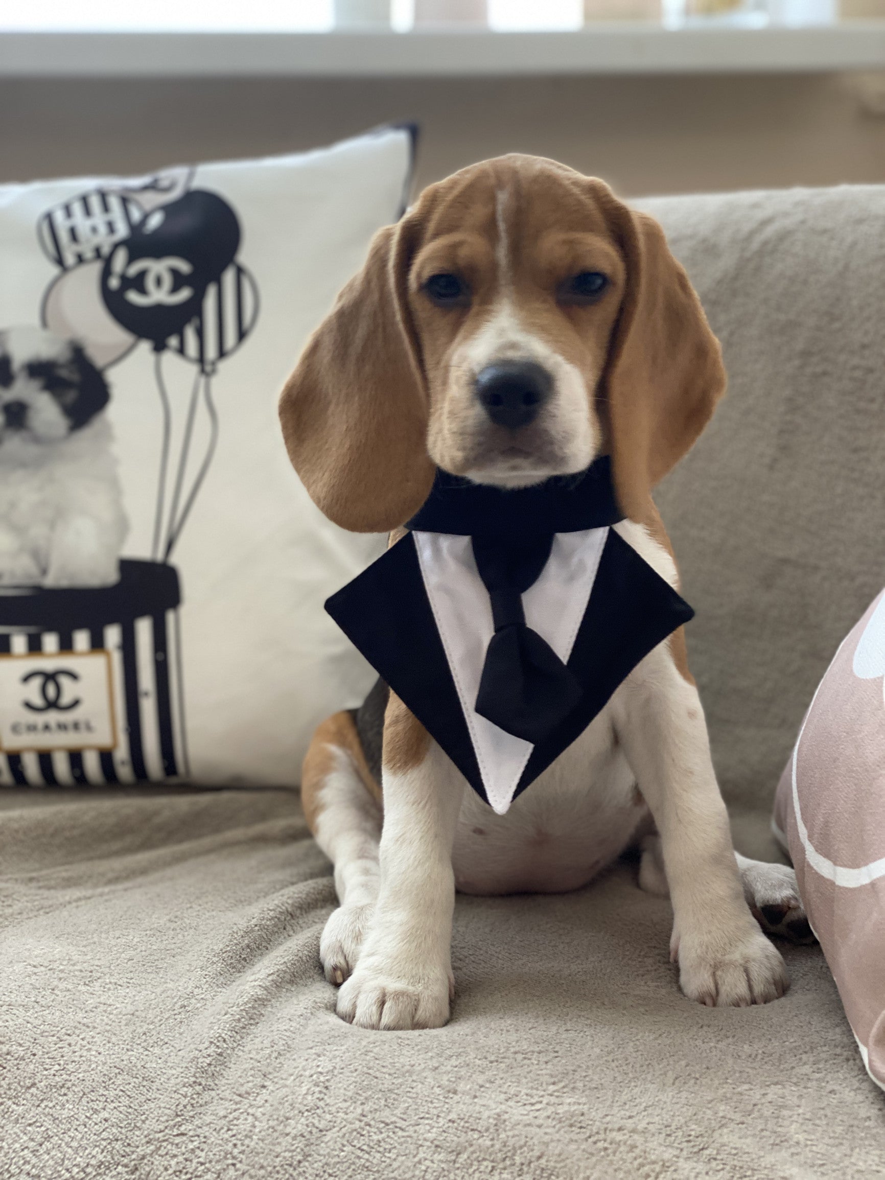 Нагрудник чорно-білого кольору Gentle Dog