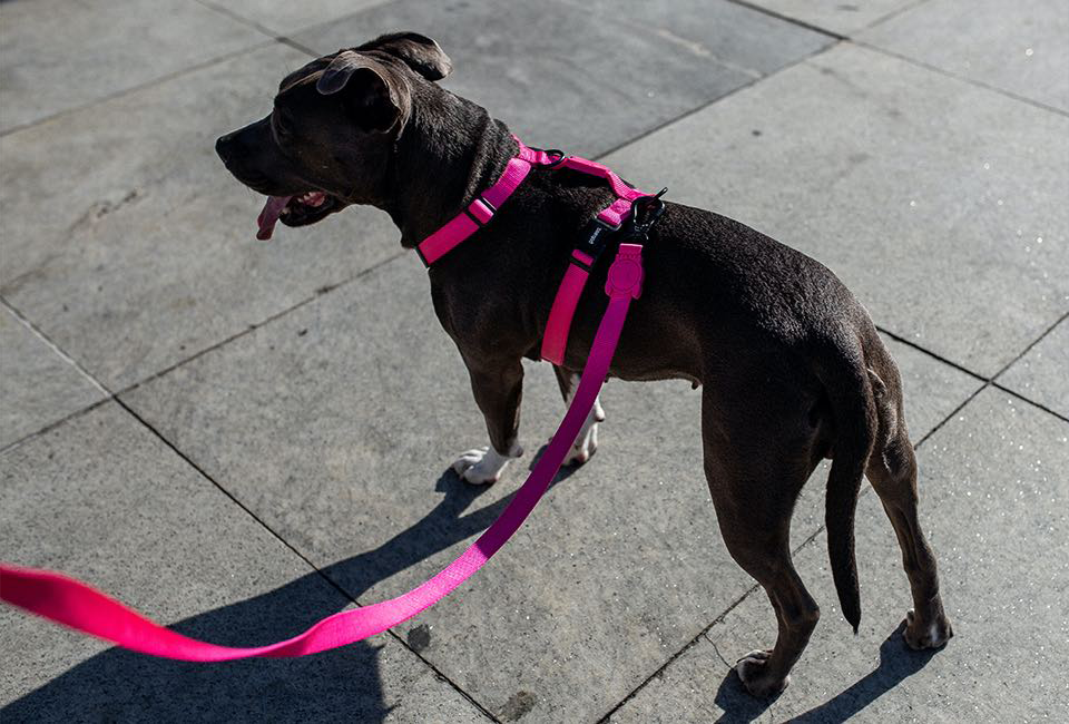 Шлея для собак Zee.Dog - Pink LED H-Harness