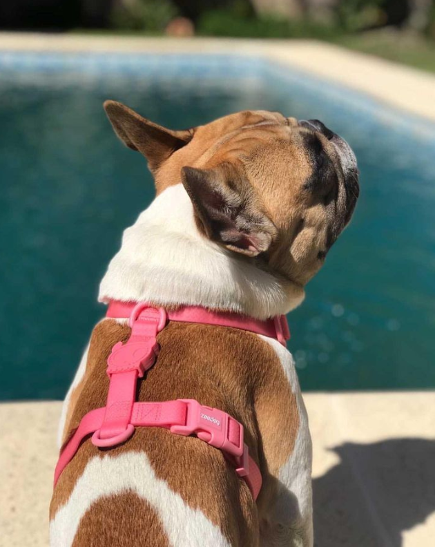 Шлея для собак Zee.Dog - Neopro Bubblegum H-Harness