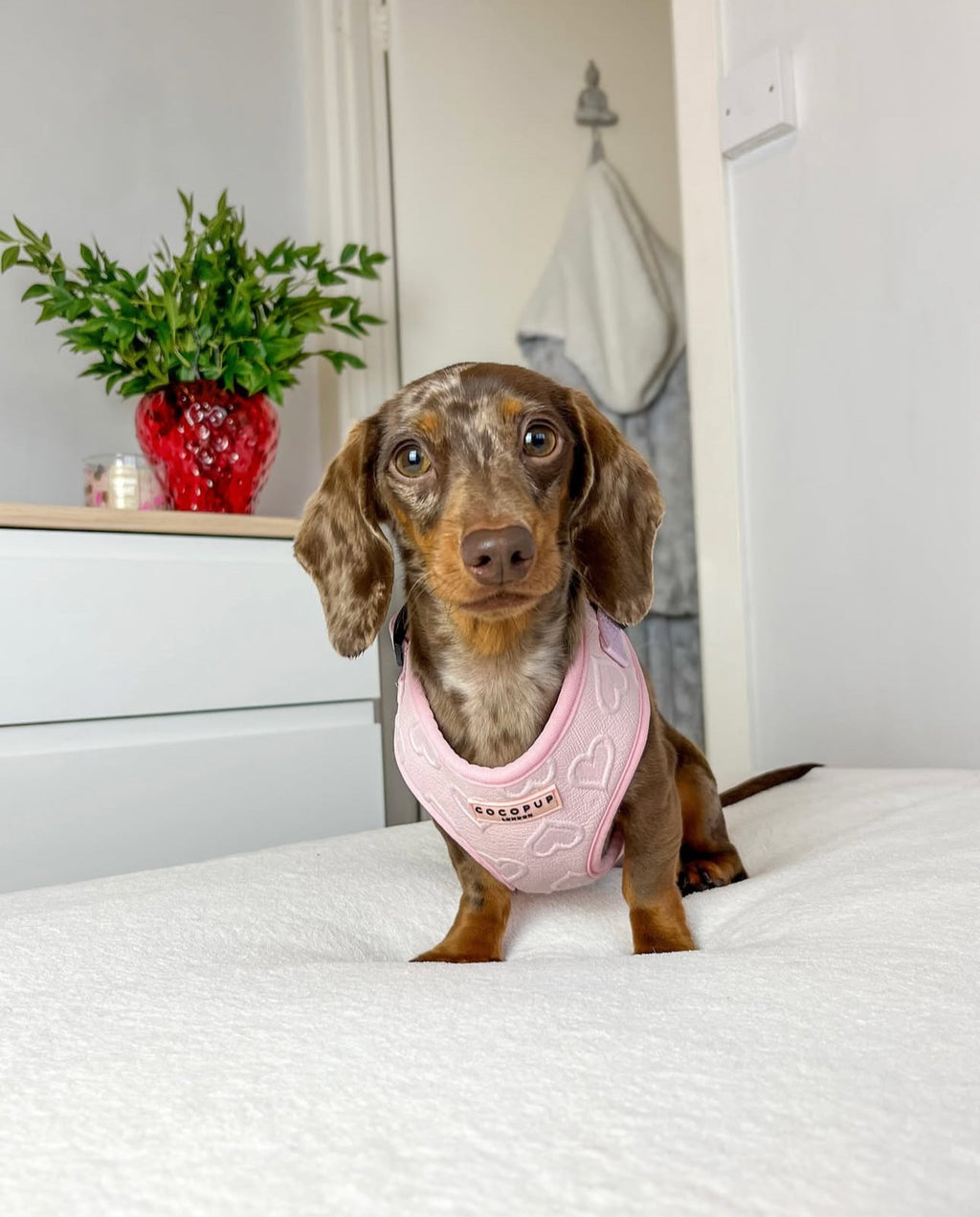 Шлея для собак Cocopup - Baby Pink Heart