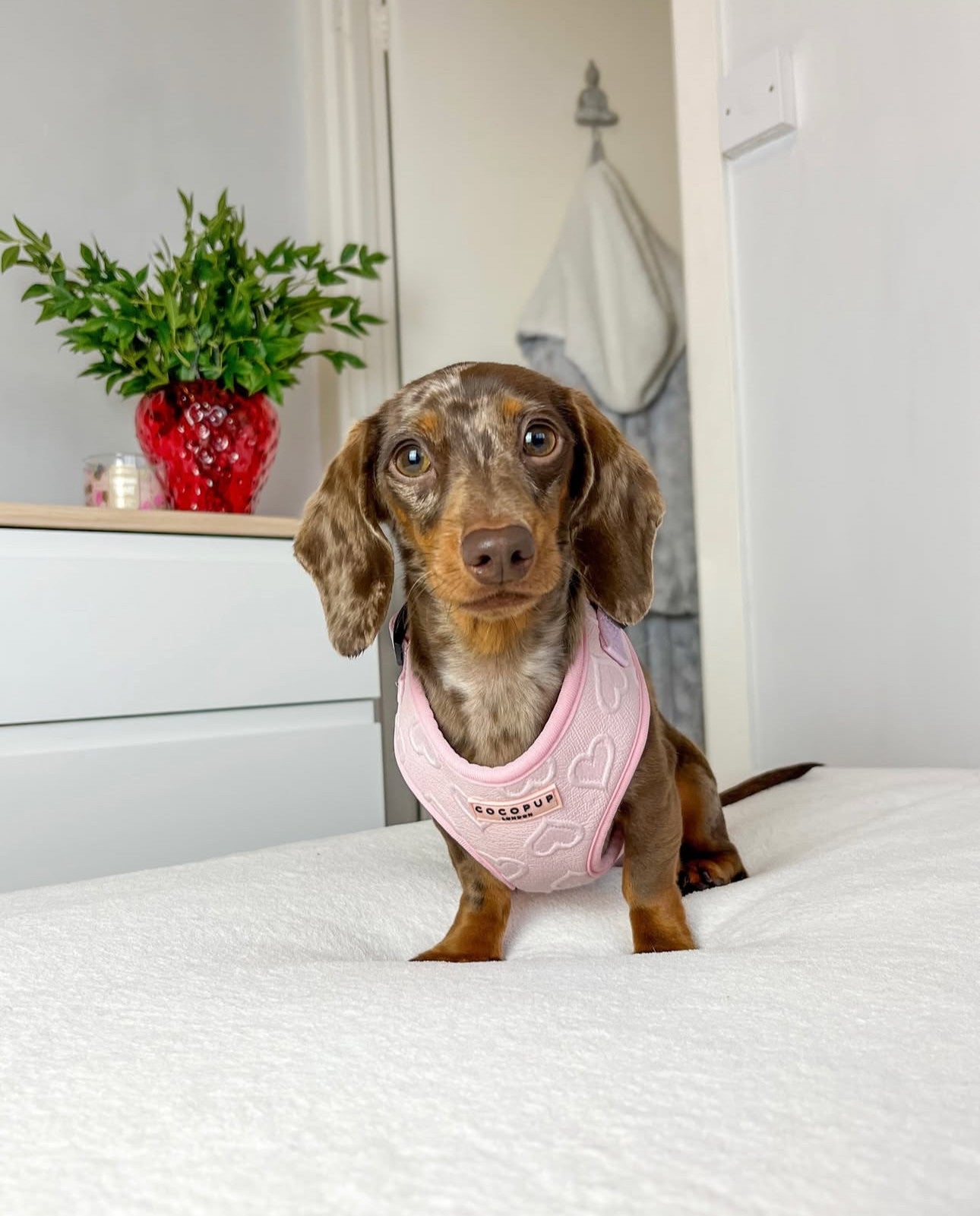 Шлея для собак Cocopup - Baby Pink Heart