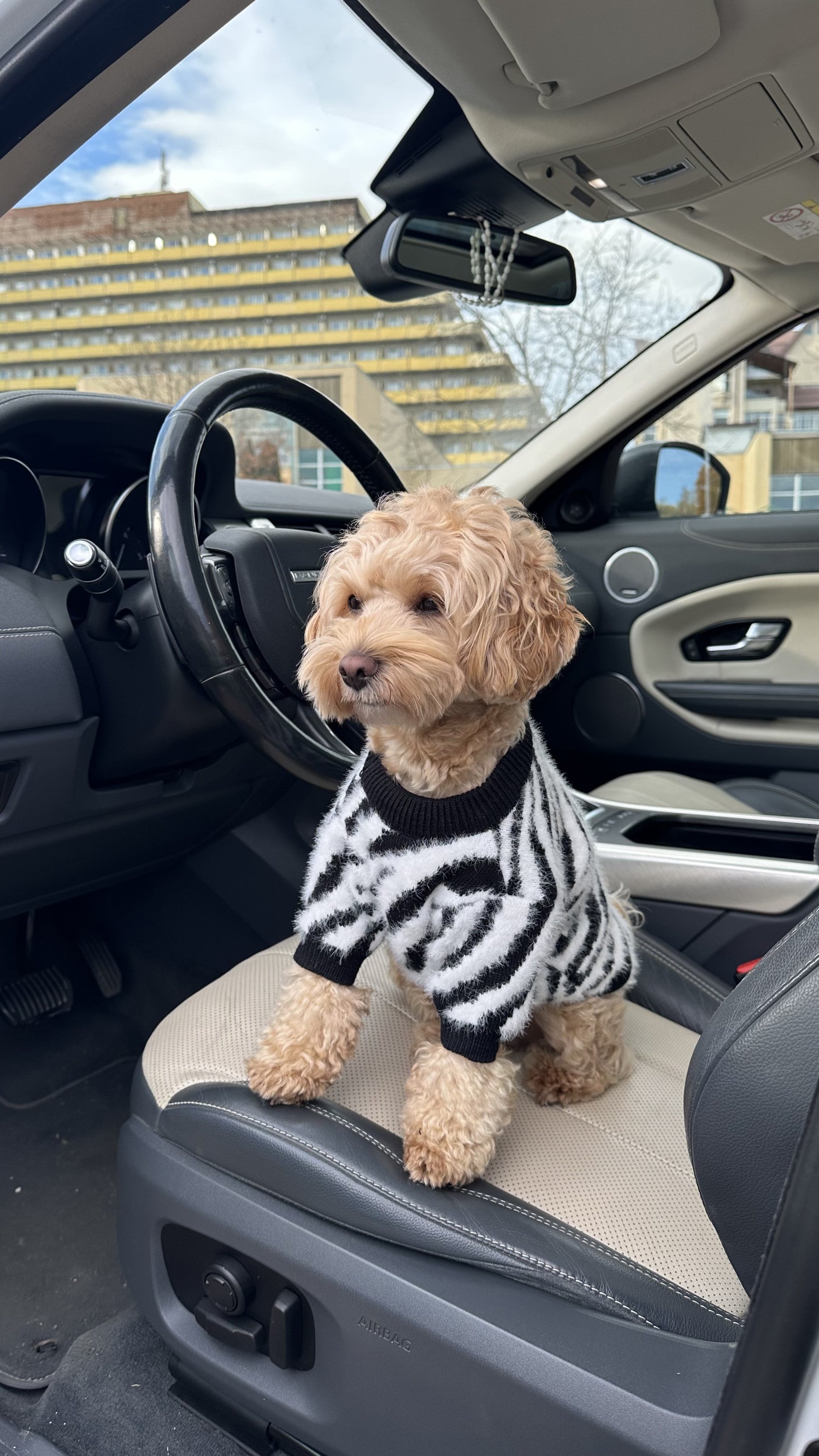 Светр чорного кольору з принтом Зебра