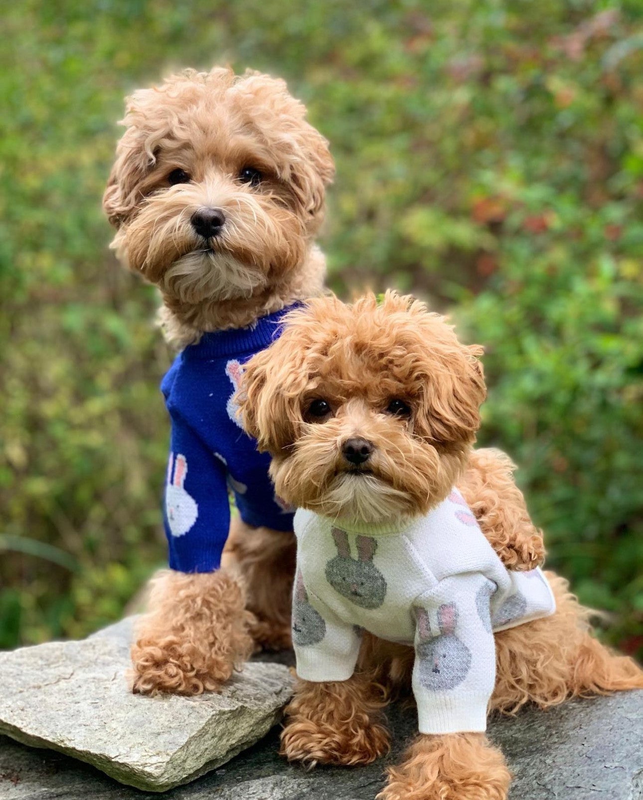 Светр білого кольору з принтом Зайці